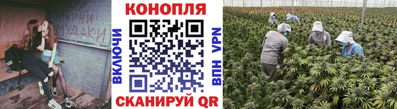 Названия наркотиков Сосновый Бор Alpha-PVP  ГАШИШ  Кокаин 